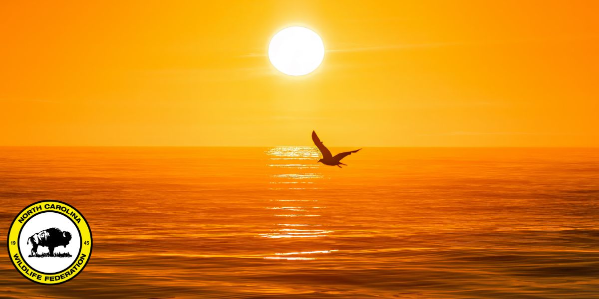 Photo by John McGillicuddy, NCWF Photo Contest Submission