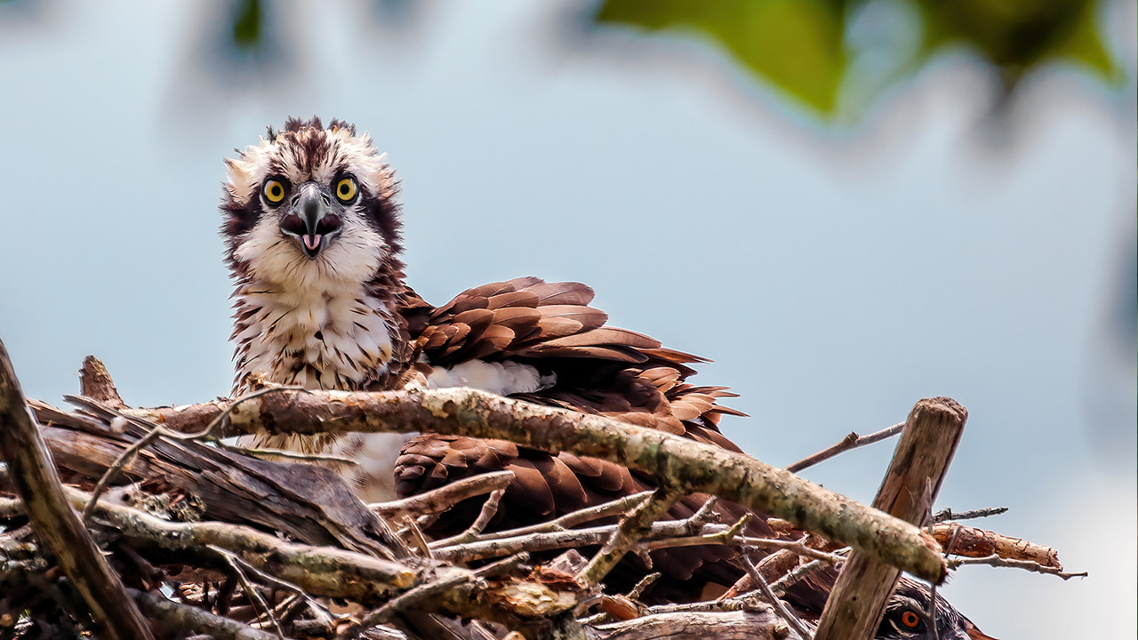 Osprey Conservation Program - North Carolina Wildlife Federation