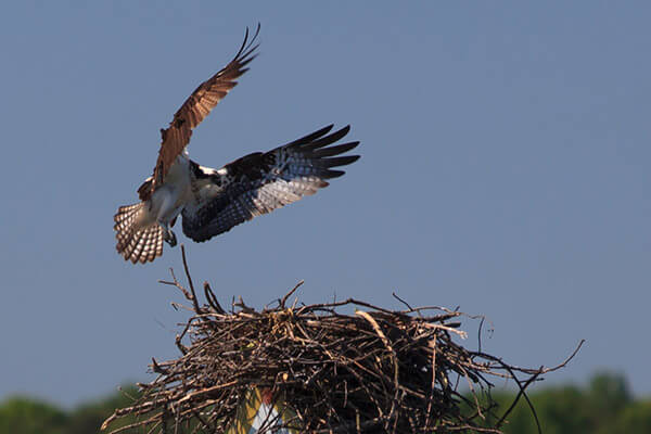 Osprey Conservation - North Carolina Wildlife Federation