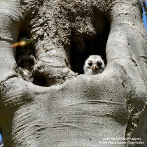Sometimes dependence on overstory habitat looks like owls nesting in tree cavities.
