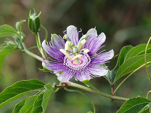 Passionflower, Passiflora incarnata