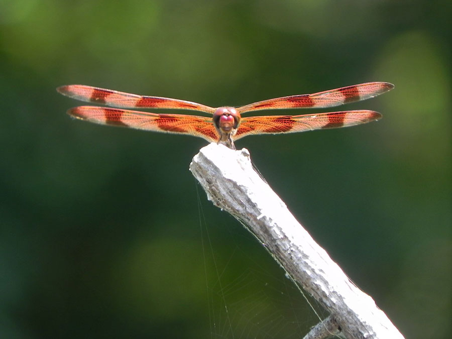 photo-contest-2019-critters-dragonfly