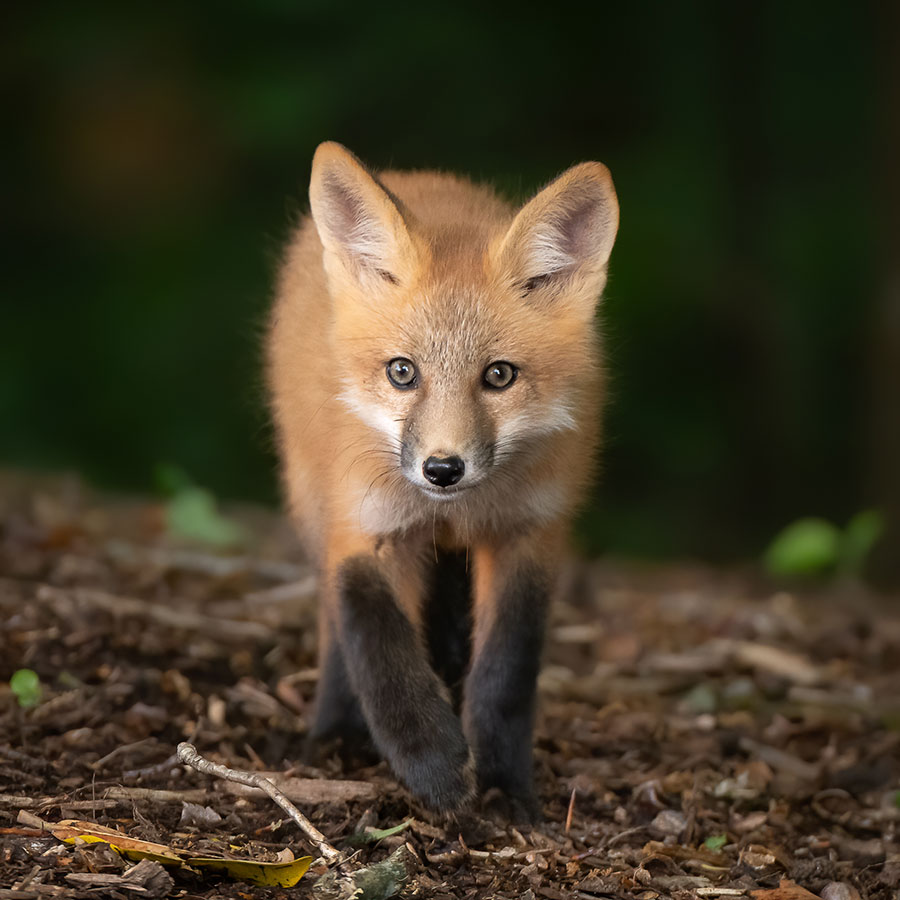 2020 NCWF Critters Winner - Nancy Arehart