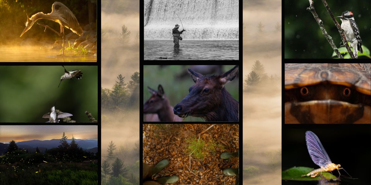 photo contest blog header photo contest blog header