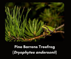 pine barrens treefrogs