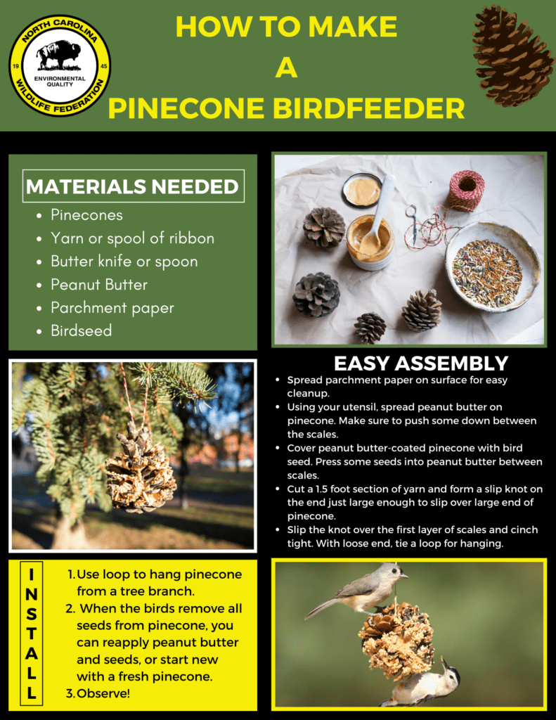 Wild Bird Essentials: How to Provide Birds with Shelter, Food, and ...