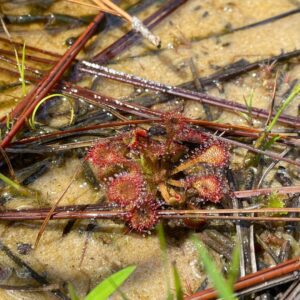 A photo of dwarf sundew, a carnivorous plant found in the NC Sandhills region.