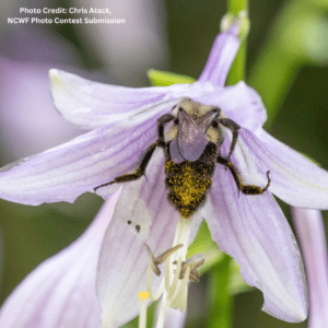 Lesser known pollinators are agents of pollination, too.