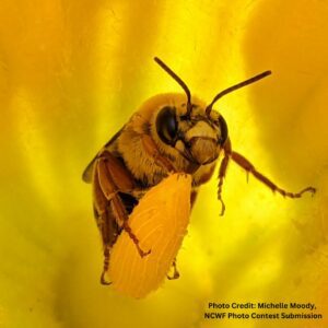 Lesser known pollinators are also agents of pollination