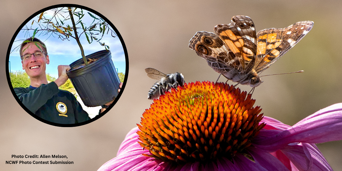 pollinator habitat