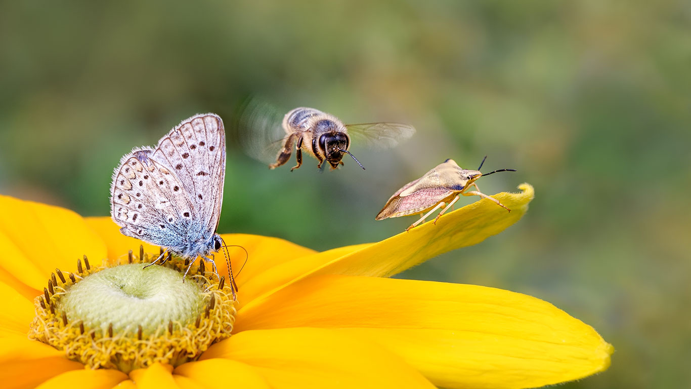 NC Pollinator Conservation Alliance