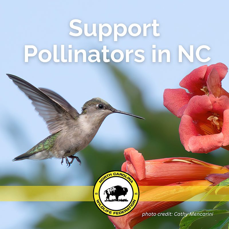 Pollinators of North Carolina