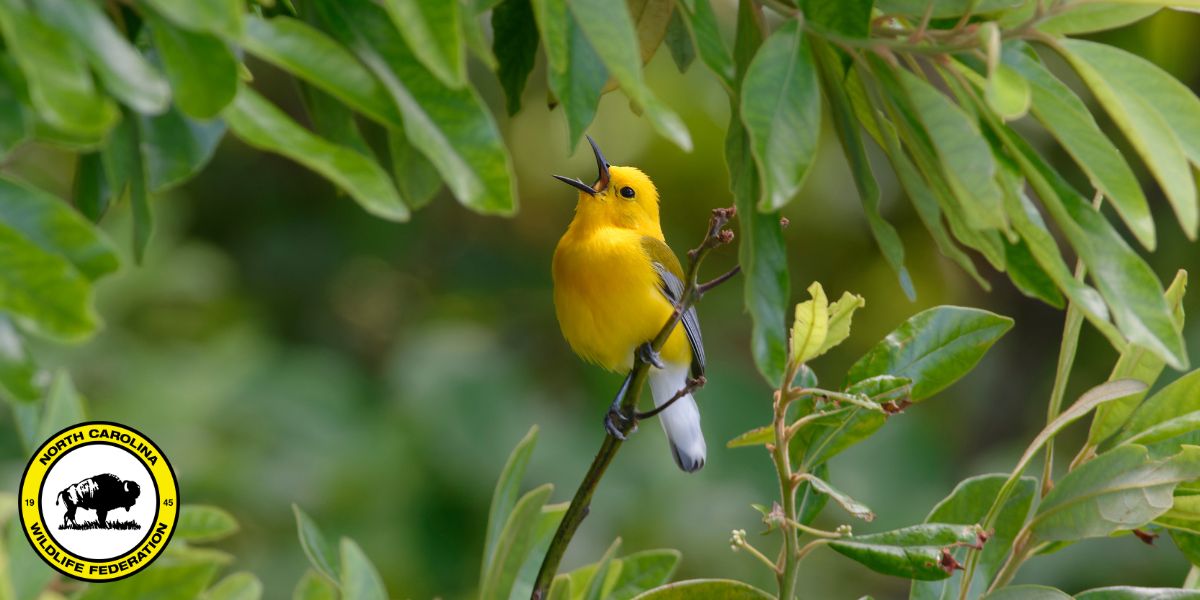 prothon warbler Photo: Prothonotary warbler (Protonotaria citrea) by George Bissinger, NCWF Photo Contest Submission