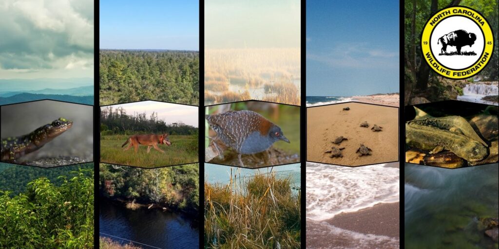 public lands wildlife