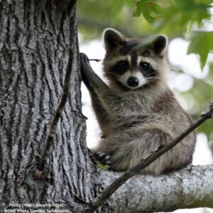 Raccoons are a prominent feature of the North Carolina overstory