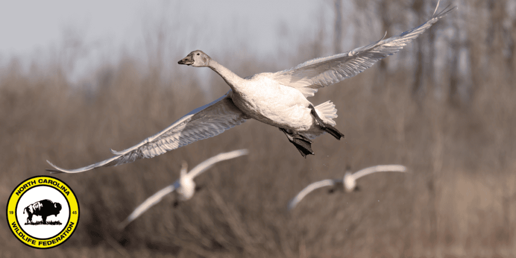 Photo: Snow goose (Anser caerulescens) by Helga Kleinert, NCWF Photo Contest Submission