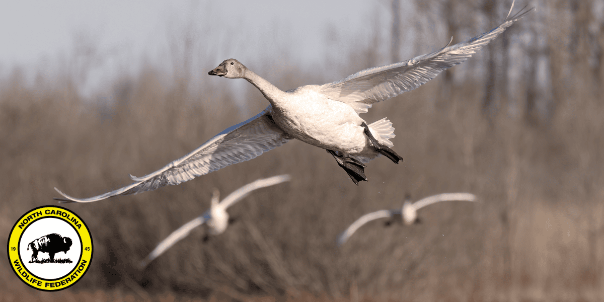 Photo: Snow goose (Anser caerulescens) by Helga Kleinert, NCWF Photo Contest Submission