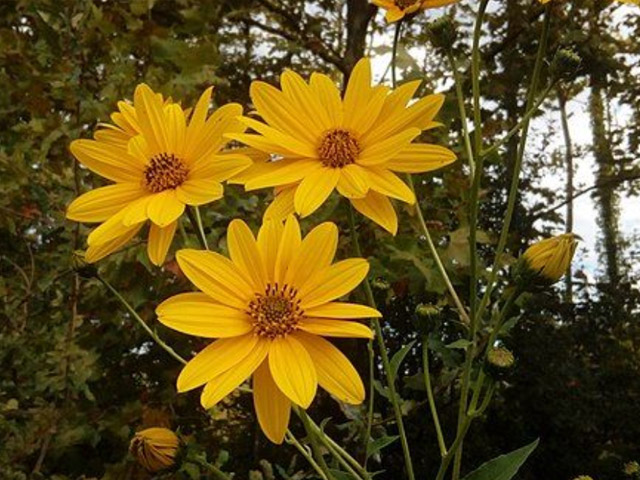 Resindot sunflower, Helianthus resindosus,
