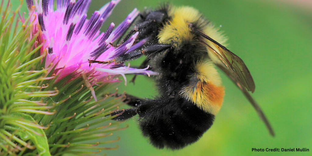 rusty patched bumblebee (1)