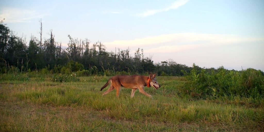 Photo Credit: Joe Madison, USFWS