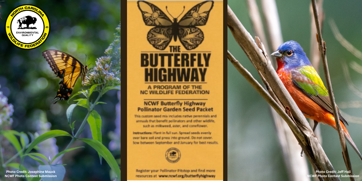  Monarch Butterfly Garden Kit -28 Species of Perennial Milkweed  and Wildflower Seeds - If You Grow it Monarchs Will Come - Kids STEM  Project - Create a Beautiful Garden Full