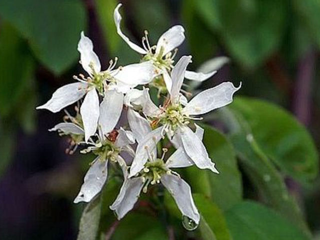 South Carolina Native Plant Society - In South Carolina, some of our keystone  species include native oaks and native cherries. These native plants are  host to many types of caterpillars that nourish