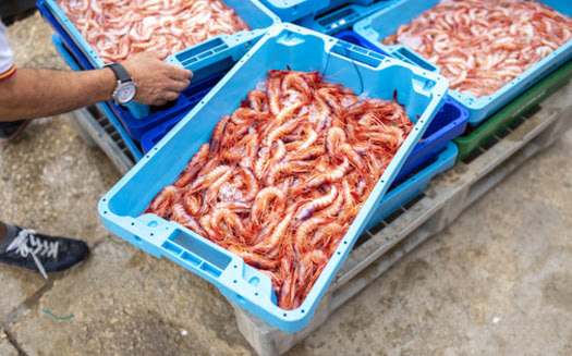 Commission Set to Change Rules on Shrimp Trawling - North Carolina