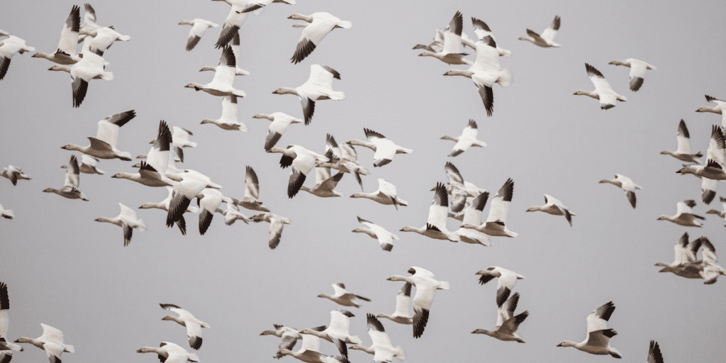 Masses of migrating snow geese flying to their wintering grounds.
