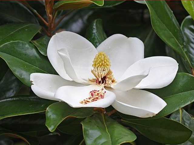 Southern Magnolia, Magnolia grandiflora