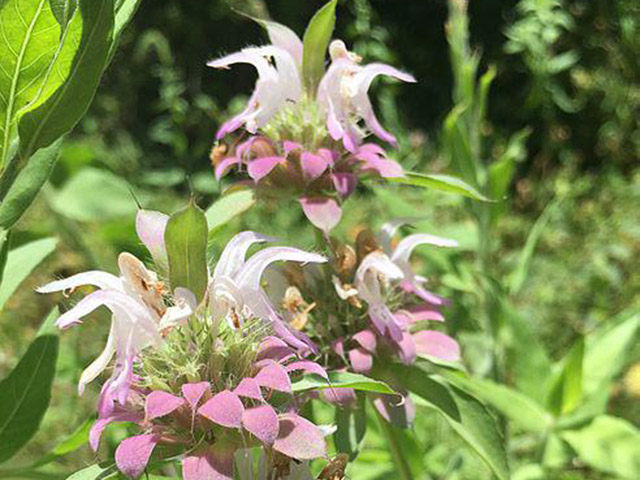 Spotted Bee Balm
