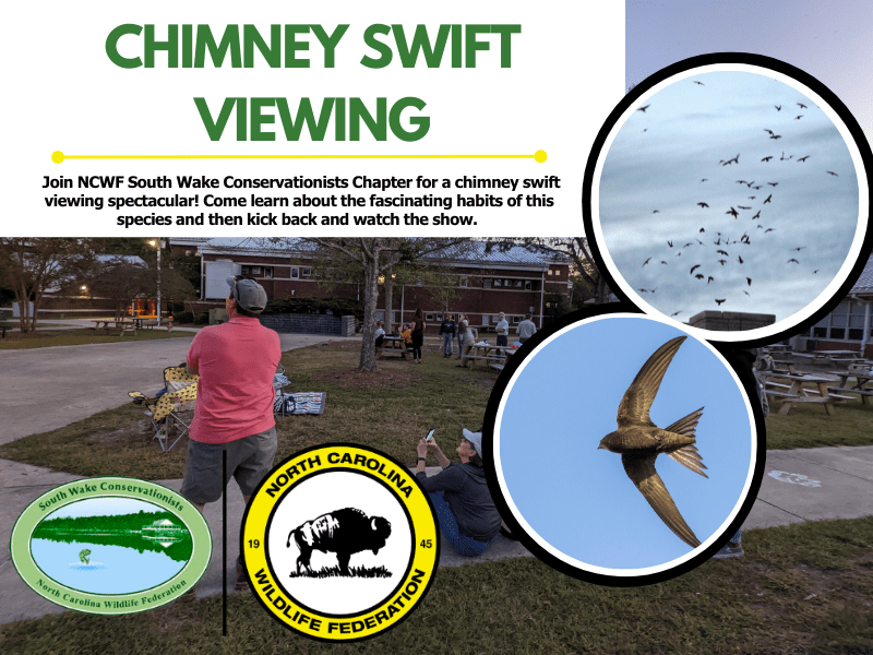 swifts swifts