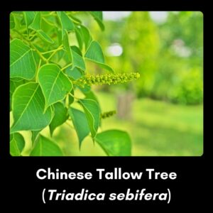 Invasive species - chinese tallow tree