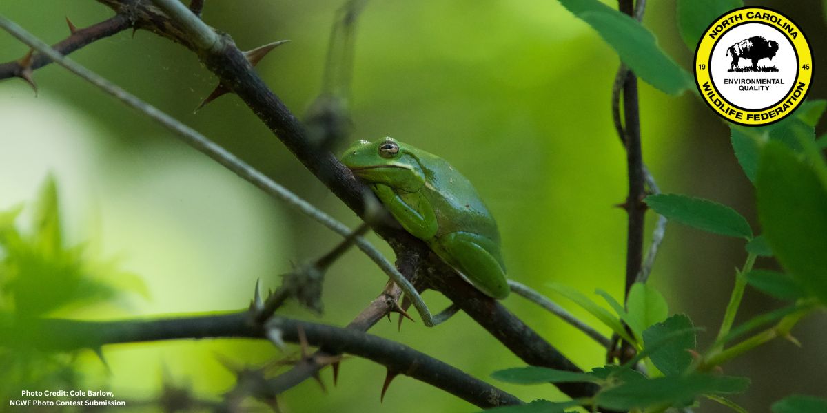 Two Little Frogs on Leaves in the Garden Stock Photo - Image of