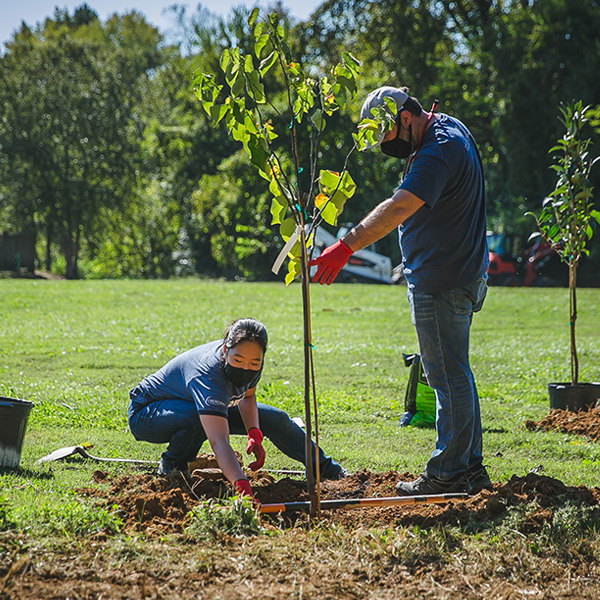 Trees Planted by Volunteers