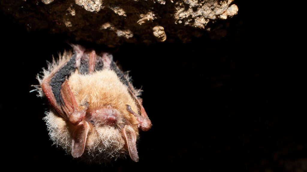 North Carolina Wildlife Species That Need Help Now North Carolina