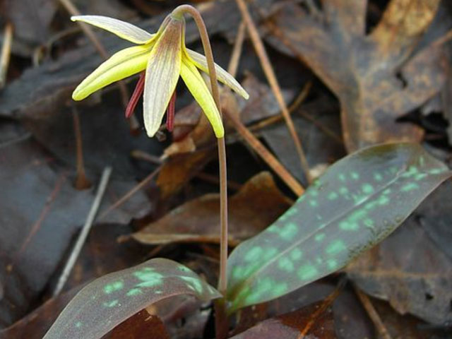Trout lily, Erythronium umbilicatum