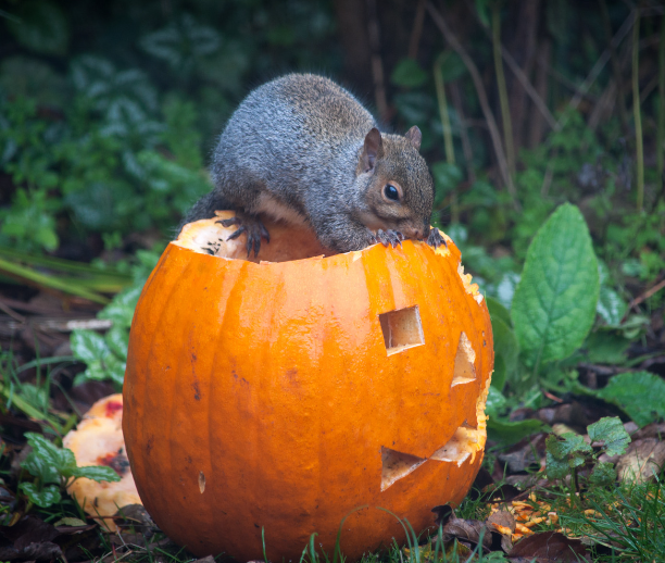 A squirrel eating a jack-o-lantern