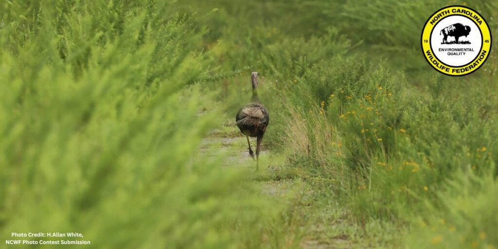 This blog is revised from the 2023 blog post "Eastern Wild Turkeys: Another North Carolina Conservation Success Story", with updates to reflect the NCWRC 2023 turkey season harvest reports, and the roosting behaviors of wild turkeys.