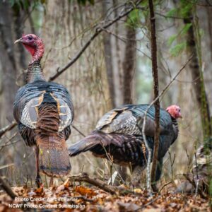North Carolina wild turkeys