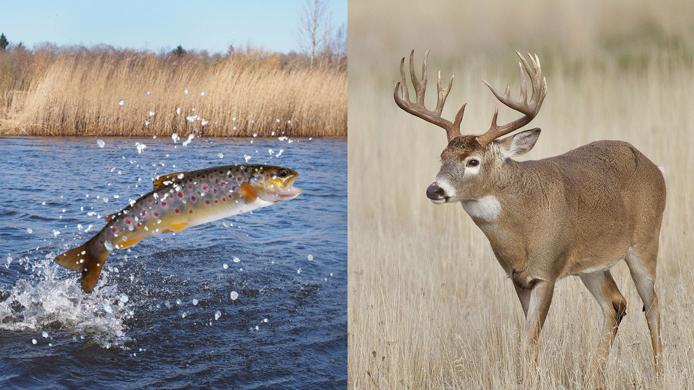 NC needs a united fish and wildlife agency.