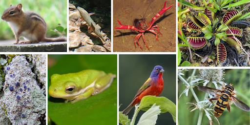 unnamed (2) Photo Credits: Eastern Chipmunk (angello1225), Brook Trout (funnystuff2495), Red Swamp Crayfish (rrmeehan87), Painted Bunting (heather-russell), Green Tree Frog (shreyes), Virginia Giant Hover Fly (iheartmollusks), Venus Fly Trap (harry_spotted), Confused Dirinaria Lichen (grinnin)