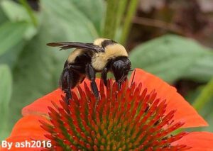March for Pollinators - Southern plains bumblebee