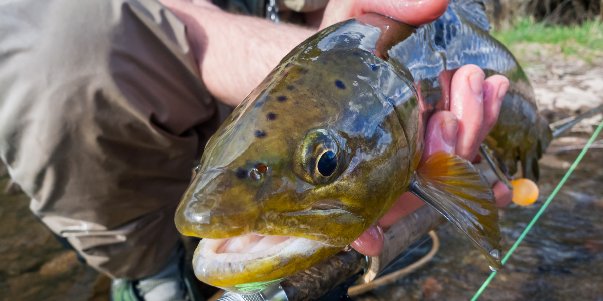 Starting June 4, anglers can keep up to seven trout per day, with no gear or bait restrictions and no minimum size limits, on Delayed Harvest trout waters.