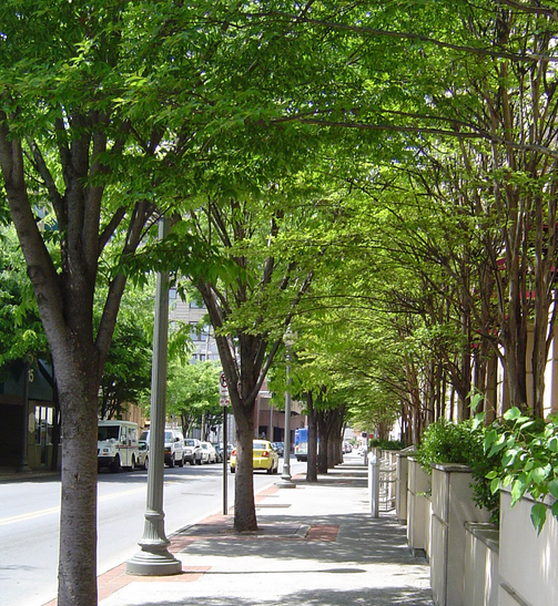 An urban sidewalk lined with trees.