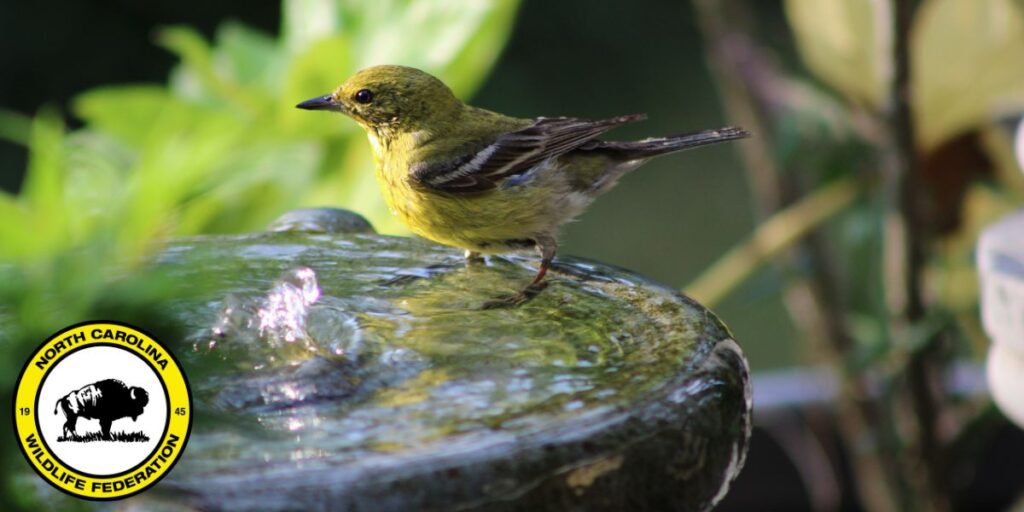 Photo: Pine warbler (Setophaga pinus) by Keith Benton, NCWF Photo Contest Submission