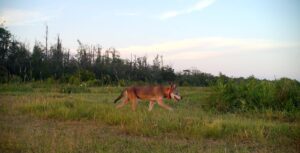 A photo of a Red Wolf, a species of wildlife on public lands