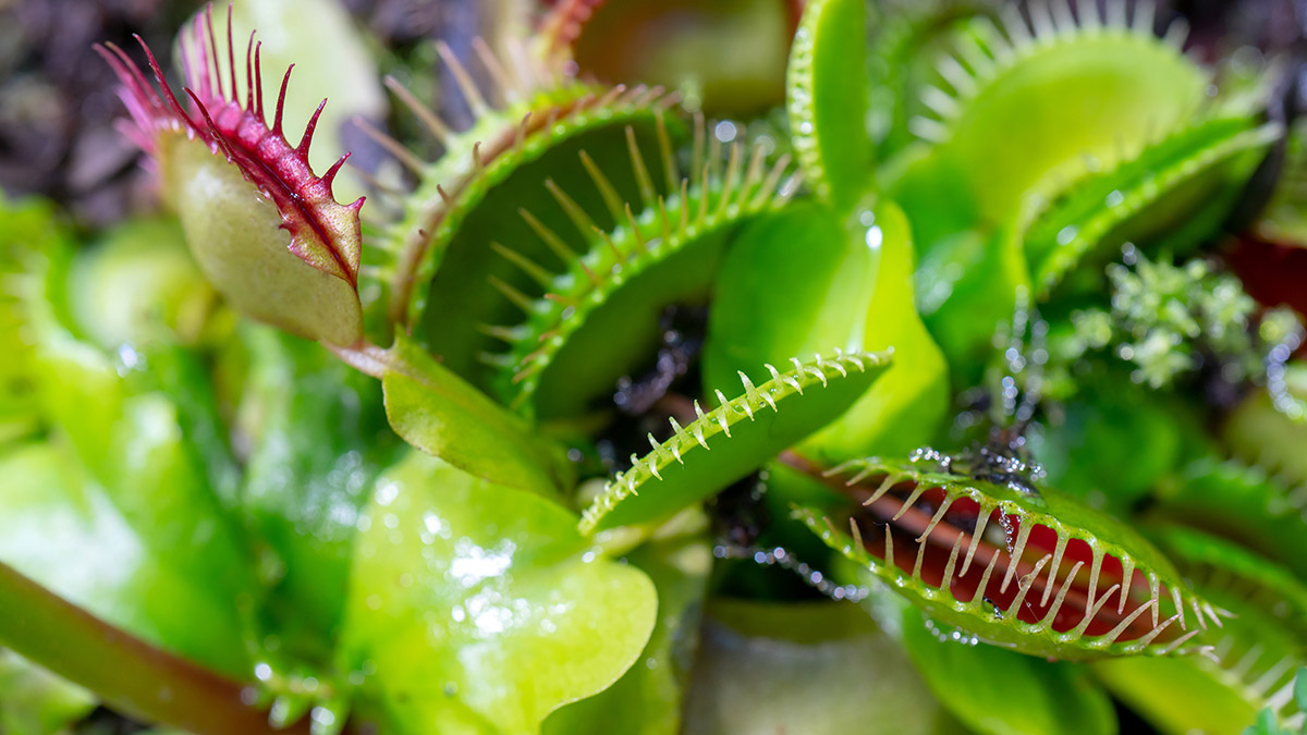 Venus Flytrap