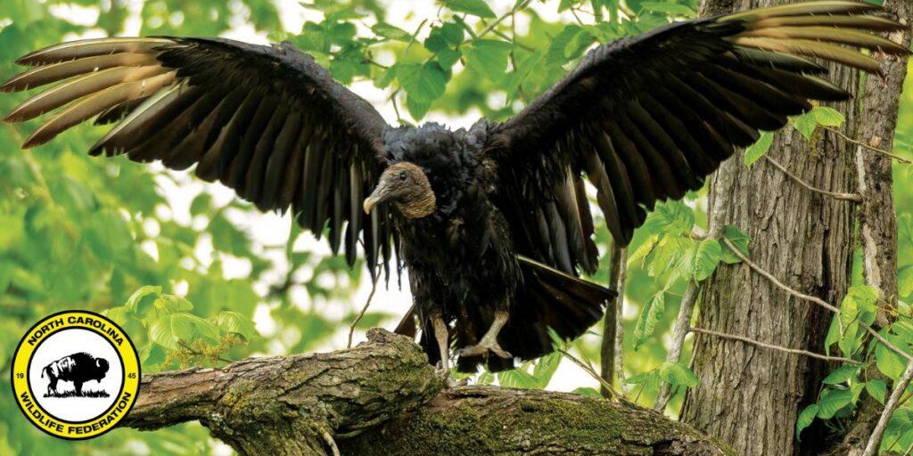 vulture