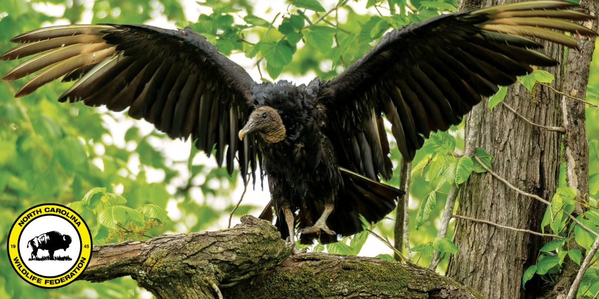 vulture