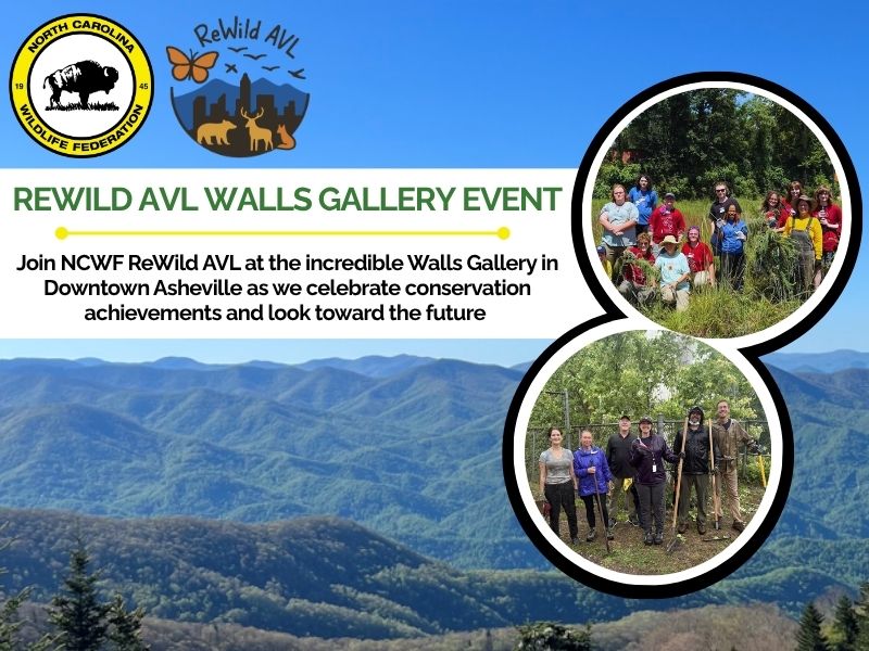 wallsgallery